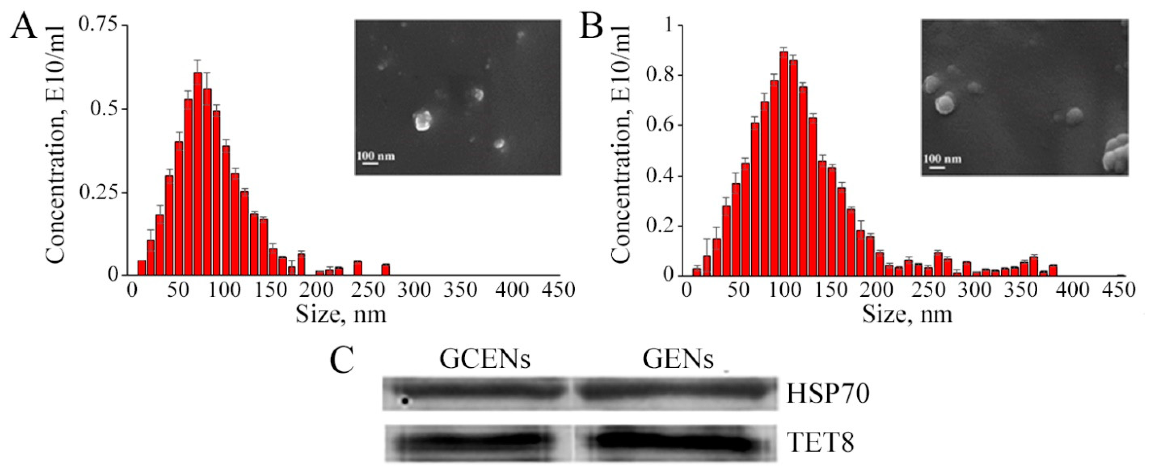 SEM and western blot analysis of grape-derived exosome-like nanoparticles shows stable size, shape, and marker expression.